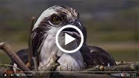 Dyfi Osprey Project